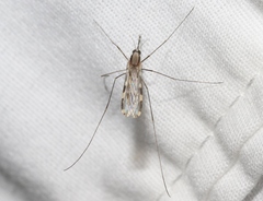 Anopheles franciscanus