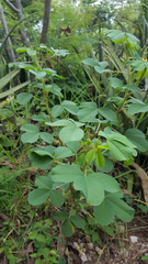 Crotalaria incana