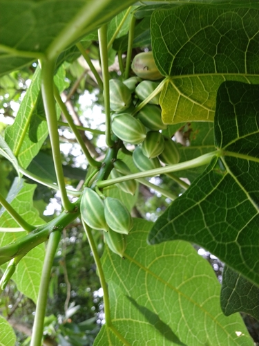 Image of Vasconcellea quercifolia by (c) William G. Borges, some rights reserved (CC BY)