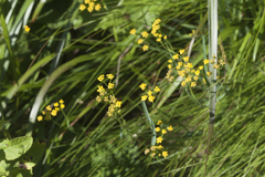 Bupleurum polyphyllum