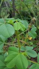Crotalaria incana