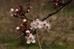 Prunus cerasifera pissardii