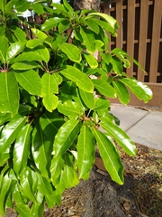 Heptapleurum actinophyllum