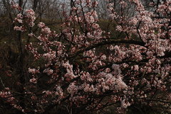 Prunus cerasifera pissardii