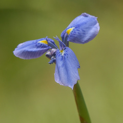 Moraea dracomontana