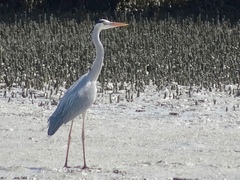 Ardea cinerea