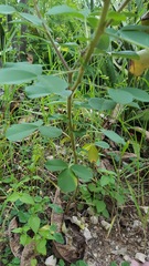 Crotalaria incana