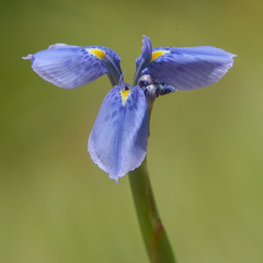 Moraea dracomontana