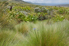 Moraea dracomontana