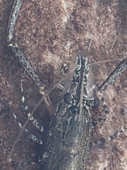 Macrobrachium australiense