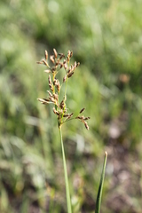 Fimbristylis complanata