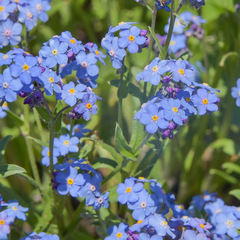 Myosotis semiamplexicaulis