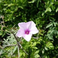 Convolvulus althaeoides althaeoides