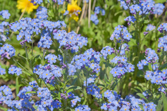 Myosotis semiamplexicaulis