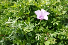 Convolvulus althaeoides althaeoides