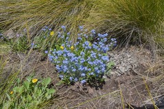 Myosotis semiamplexicaulis
