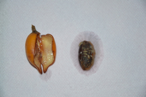 Synsepalum stipulatum