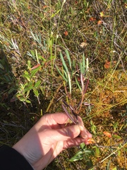 Andromeda polifolia glaucophylla
