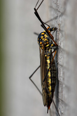 Nephrotoma pratensis