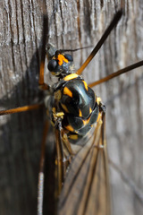 Nephrotoma pratensis