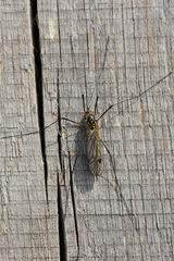 Nephrotoma pratensis