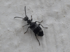 Microhoria