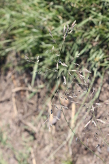 Eragrostis inamoena
