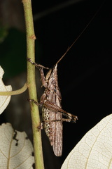 Larifugagraecia cornuta