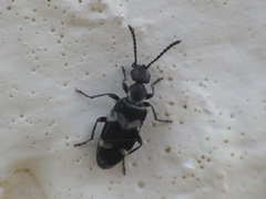 Microhoria