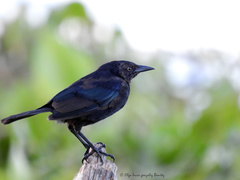 Quiscalus lugubris