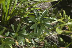 Daphne glomerata