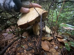 Boletus edulis grandedulis