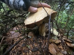 Boletus edulis grandedulis
