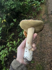 Boletus edulis grandedulis