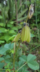 Crotalaria incana