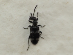 Microhoria