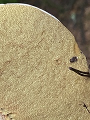 Boletus edulis grandedulis