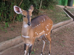 Tragelaphus scriptus bor