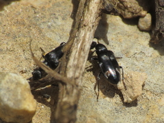 Microhoria