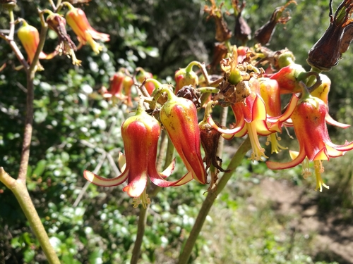 Image of Cotyledon velutina by (c) chrishorak, some rights reserved (CC BY)