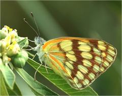 Colotis vesta