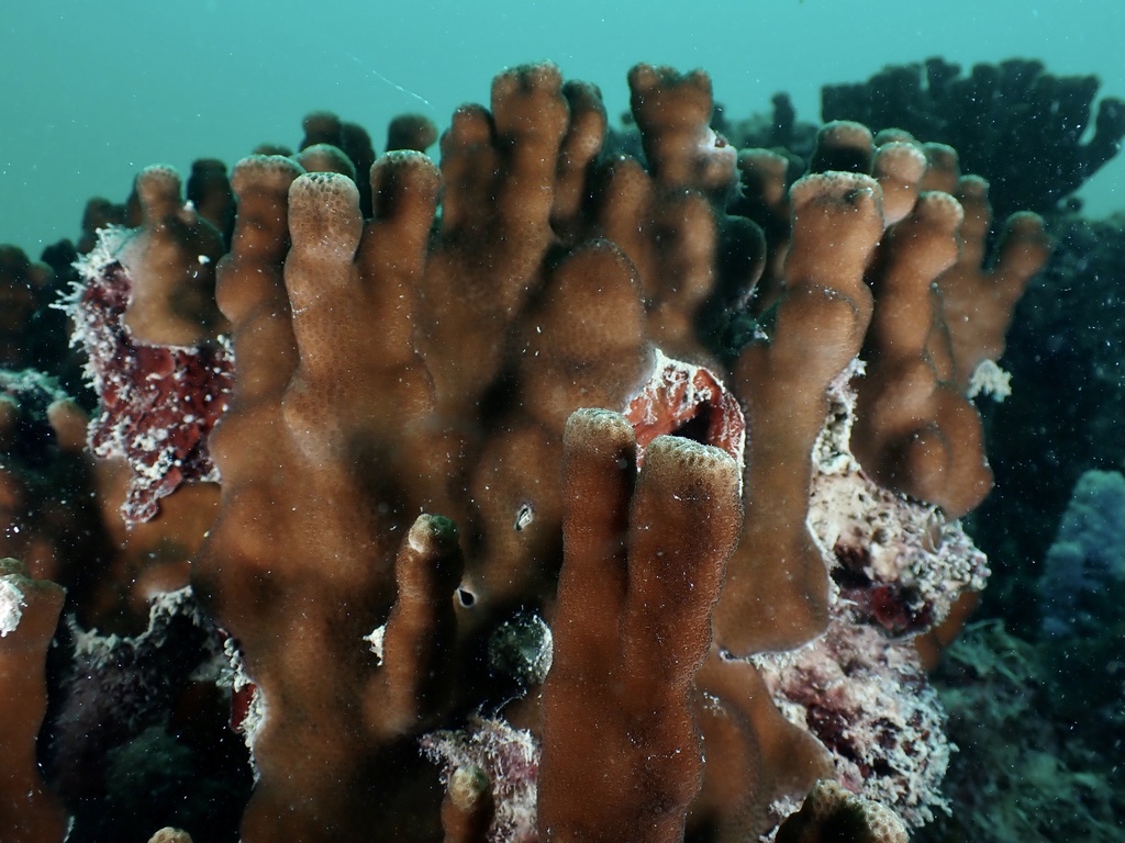 Porites harrisoni