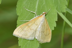 Paratalanta hyalinalis