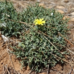 Launaea cervicornis