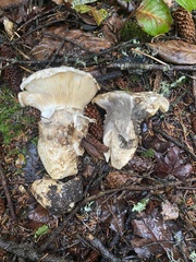 Catathelasma