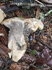 Catathelasma