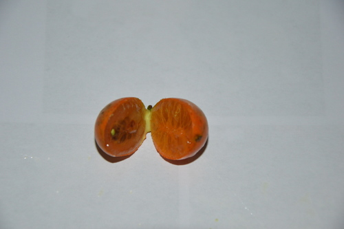 Garcinia epunctata (Garcinia epunctata)