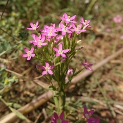 Centaurium grandiflorum