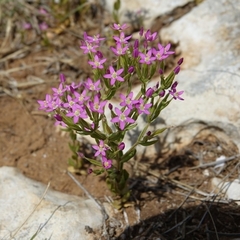 Centaurium grandiflorum