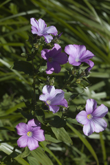 Linum hypericifolium